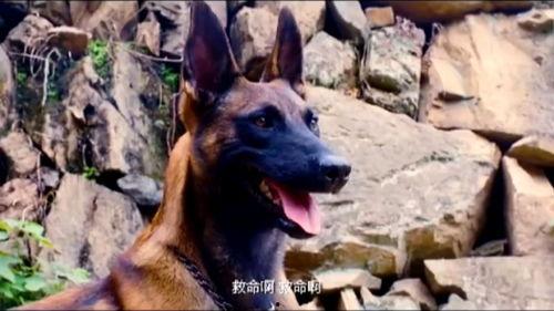 战犬 在线观看,忠诚守护，生死较量
