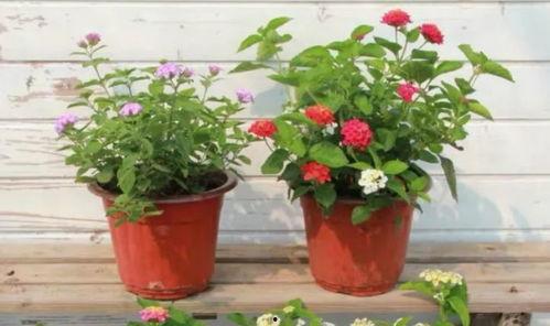 丹东饭店爆料视频最新版,揭露惊人内幕,真相令人震惊 第3张 丹东饭店爆料视频最新版,揭露惊人内幕,真相令人震惊 第3张